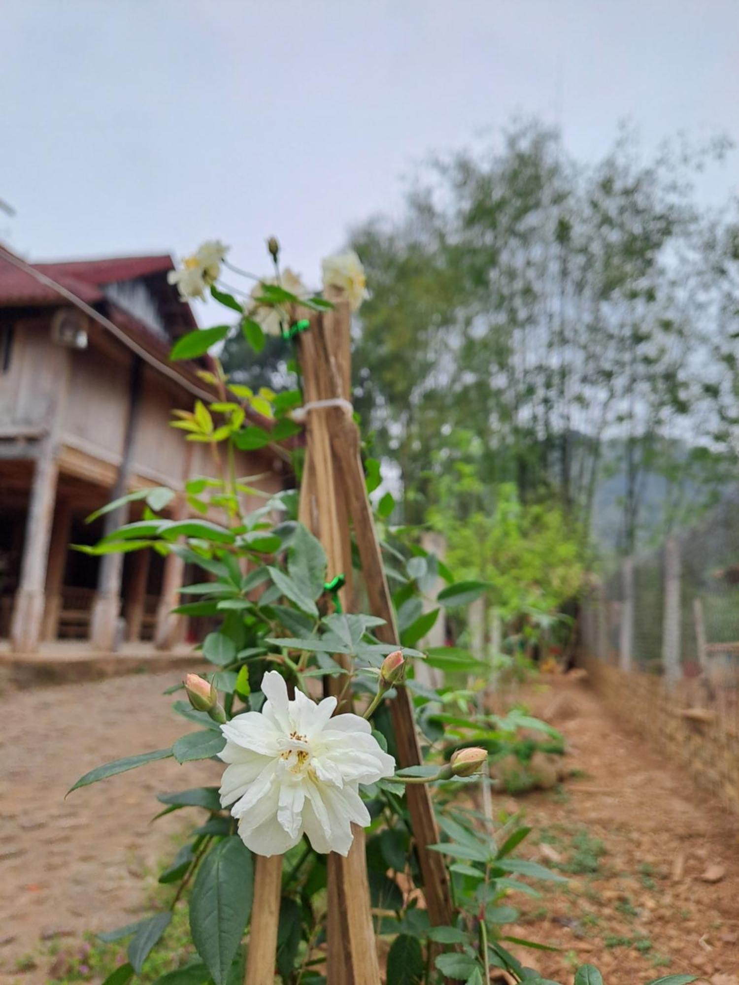 Muong Bi Homestay Hòa Bình Eksteriør bilde